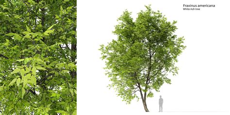 Fraxinus Americana (white Ash)_05 - Superhive (formerly Blender Market)