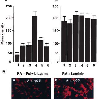 Ra Induced Increase In Integrin Expression In Sh Sy Y Human