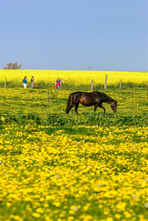 Pferde Auf Einer Blumenwiese Insel Bild Kaufen Image