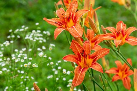 15 Low Maintenance Perennials For Busy Gardeners