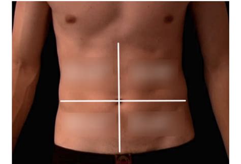 Abdominal Quadrants Organs Diagram Quizlet