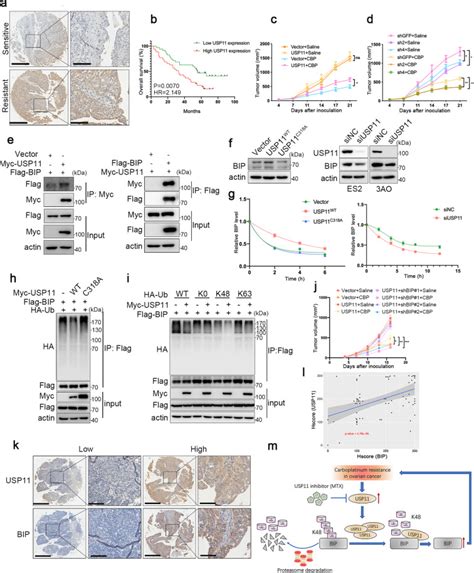 The Deubiquitinase Usp Promotes Ovarian Cancer Chemoresistance By