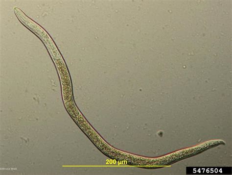 Alfalfa Stem Nematode Ditylenchus Dipsaci