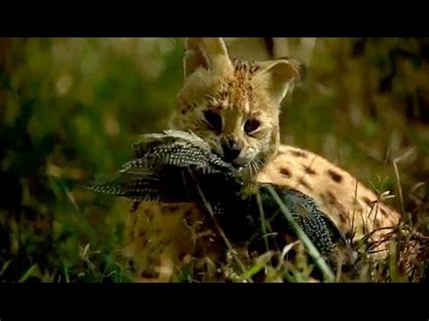 Serval Hunting Prey With An Incredible Jump Youtube