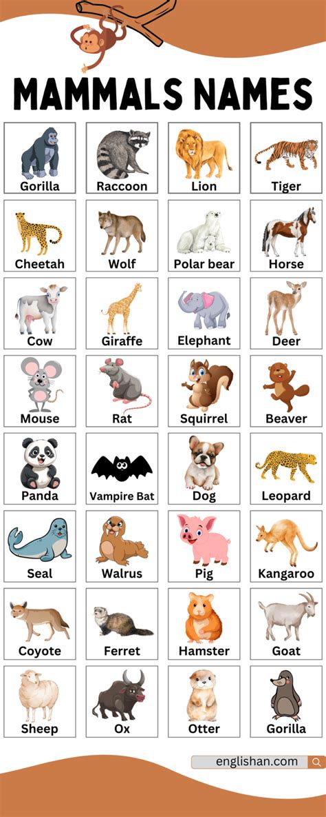 100 Mammals Names with Pictures and Examples • Englishan