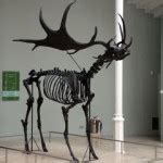 Giant Irish Elk National Museum Of Scotland Curious Edinburgh