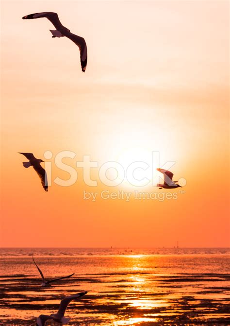 Seagull Birds Flying In Sunset Over The Sea Stock Photo Royalty Free