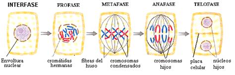 Mitosis Mitosis Ciclo Celular Cromosomas 17040 The Best Porn Website