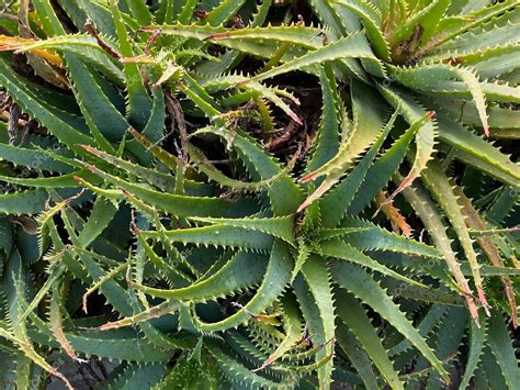 Foto De La Planta Aloe Arborescens Una Especie De Planta Suculenta