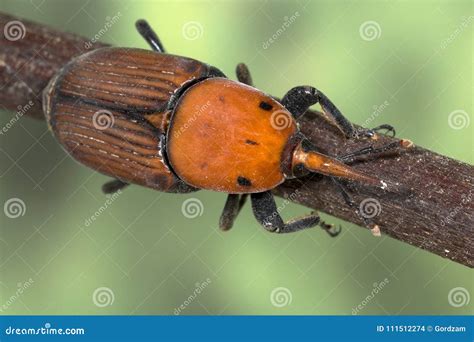 Palm Weevil Rhynchophorus Ferrugineus Stock Photo Image Of Pest