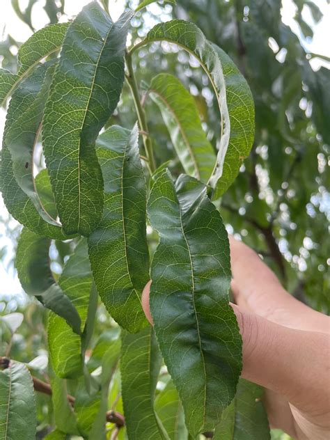 Is this also peach leaf curl? - General Fruit Growing - Growing Fruit