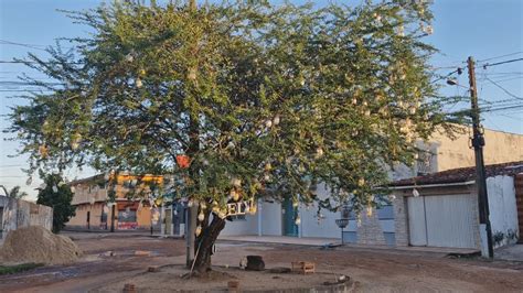 NA PRAÇA DA REFINARIA A ÁRVORE ESTÁ CHEIA DE GARRAFAS DE CACHAÇA MAIS