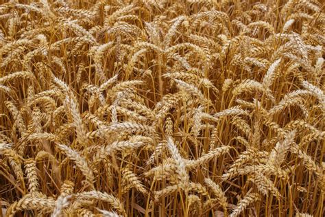 Nature Field Farm Village Harvest Crop Image Free Photo