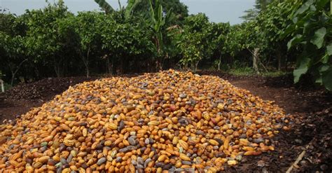 WEST AFRICA: How does the Nestlé Cocoa Plan measure up on deforestation ...