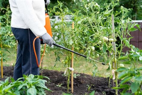 Tomato Hornworm Management: Overview, Control, Prevent Five-spotted ...