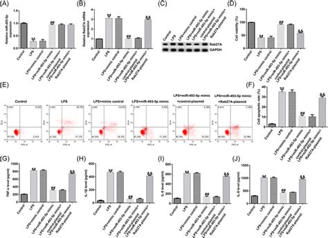 MiR4935p Inhibits LPSinduced Cell Damage And Inflammation In Caco2