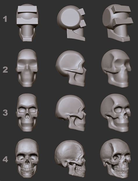 ArtStation Skull For Reference 3D Asset Zbrush Anatomy Human