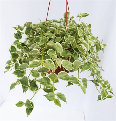 Peperomia Scandens Variegated Furniture Home Living Gardening