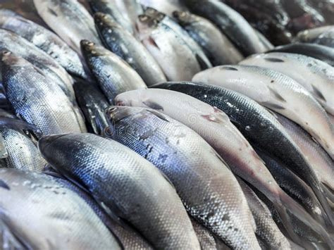 A Row of Fresh Milkfish , Also Known As Bangus, Available for Purchase ...