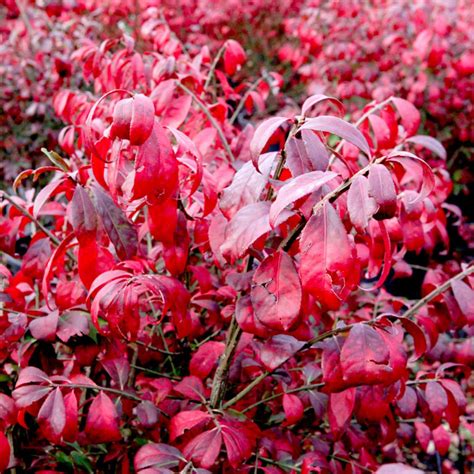 Euonymus Alatus Compactus Rasadnik „jelena”