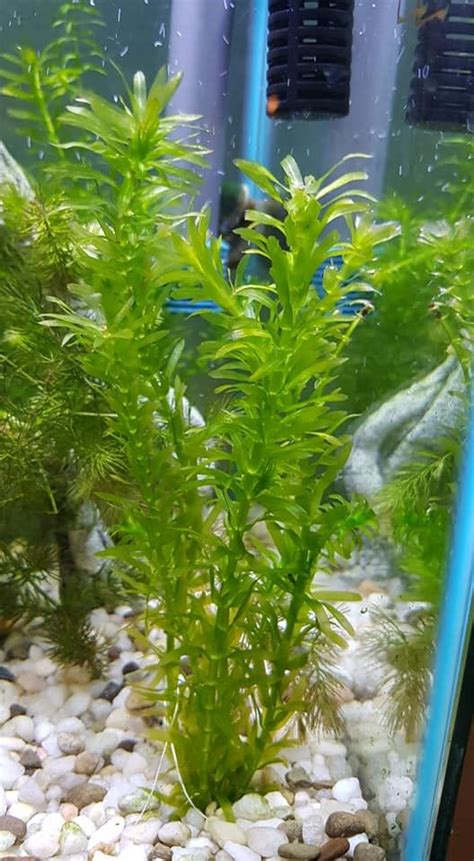 Top 11 Best Plants For Guppies For Keeping And Breeding