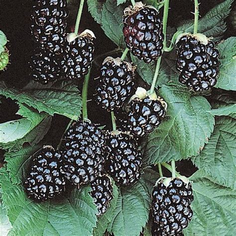 Gurney S Sweetie Pie Blackberry Dormant Bare Root Fruiting Starter