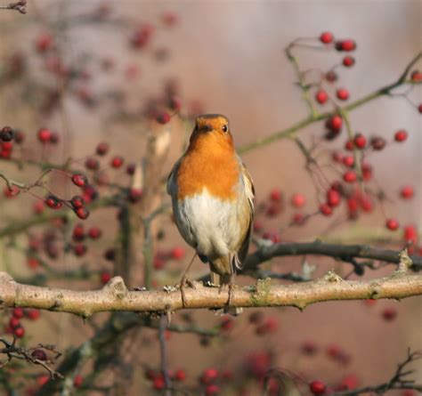 Cannock Chase wildlife