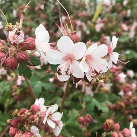 Geranium Macrorrhizum Spessart Fleur Blanche Centre Rose