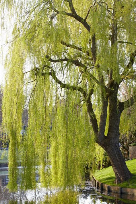 Willow Trees Garden Pretty Trees Dream Garden