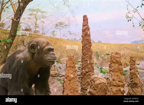 A Diorama Of A Taxidermy Stuffed Ape Monkey Next To Mud Ant Hill On