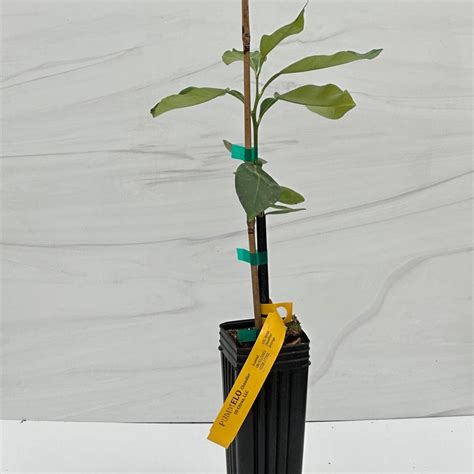 Pomelo Tree – US Citrus Nursery