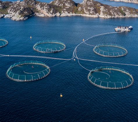 Salmon Farming - Mowi Company Website