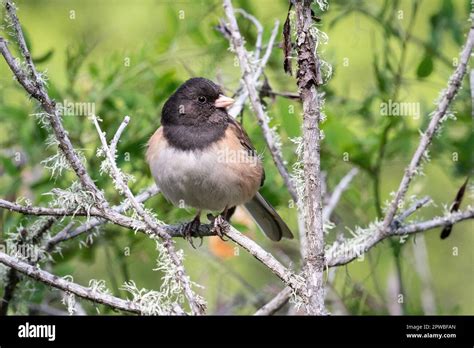 A Dark Eyed Junco At Angel Island State Park In San Francisco