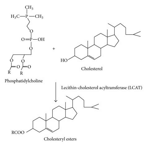 Biosynthesis of cholesterol esters (CEs) in human by two enzymes ...