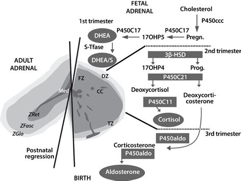 Etx Adrenal Ch Fig Endotext