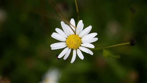 Wallpaper Chamomile Petals Flower Blur Macro Hd Picture Image