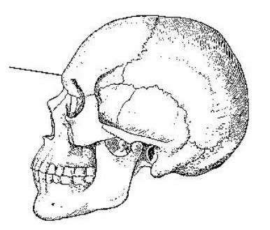 SKULL POSITIONING Flashcards Quizlet