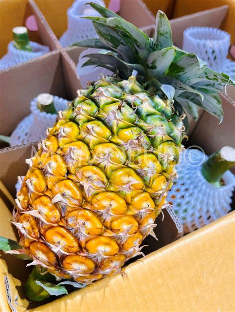 Chang Rai Golden Triangle Nanglae Pineapple — Momobud