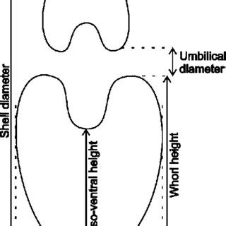 Schematic diagram showing the parameters measured in nautiloid shells ...