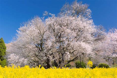 【熊本の桜名所】県内8カ所をピックアップ：見どころと見頃まとめ（2024年）｜the Gate｜日本の旅行観光マガジン・観光旅行情報掲載