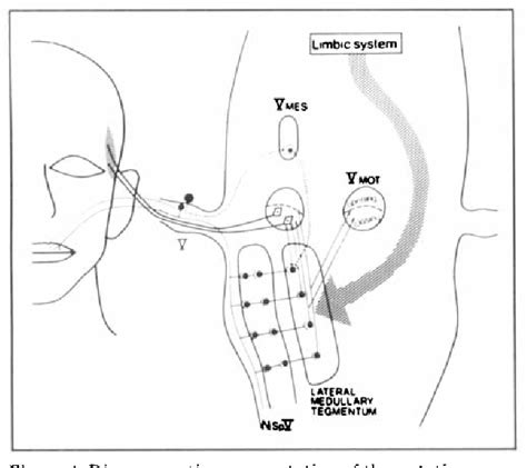 Commissure of the Lip | Semantic Scholar