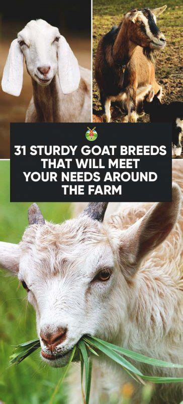 31 Goat Breeds for Milk, Meat, & Fiber You'll Need on the Farm