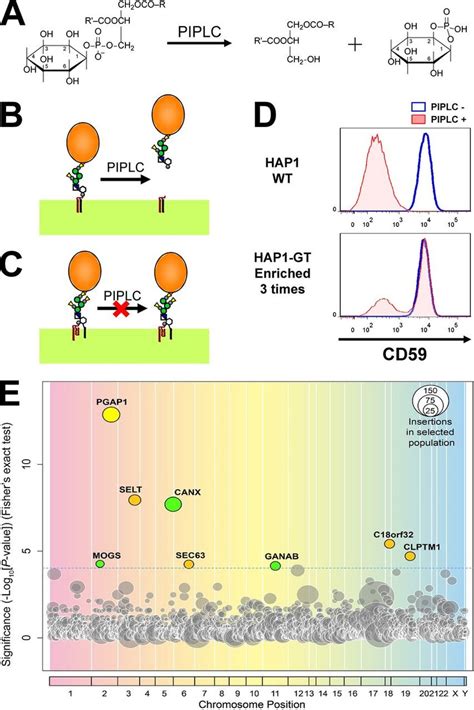 Haploid Genetic Screens Identified Factors Required For GPI Inositol