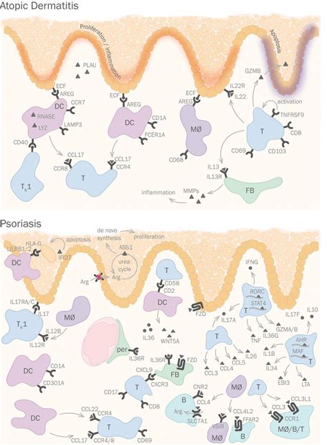 Single Cell Analyses Shed Light On The Intercellular Signaling