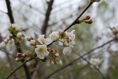 Maj1 048 Rossi12013 Flickr