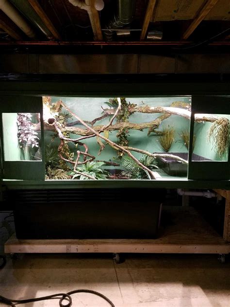 Creating the Perfect Monitor Lizard Enclosure: Tips and Ideas - Vital Frog