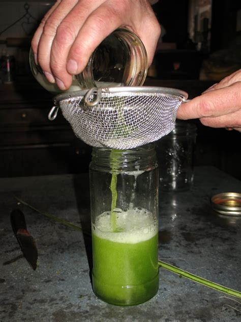 soap tree yucca plant 1