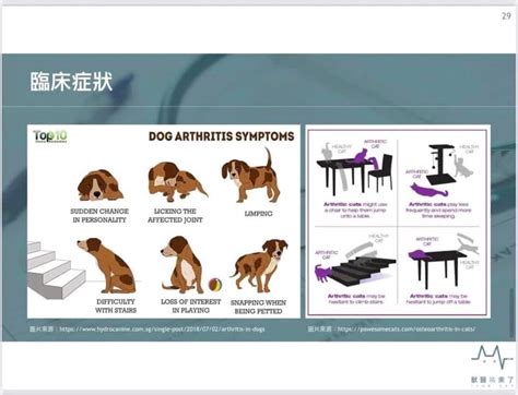 漫談犬貓退化性關節炎 寵樂張軒祐醫師 牧騰生技