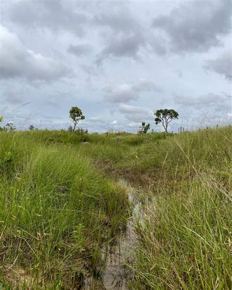 A vida no Cerrado AVINC on Twitter O Parque Ecológico Boca da