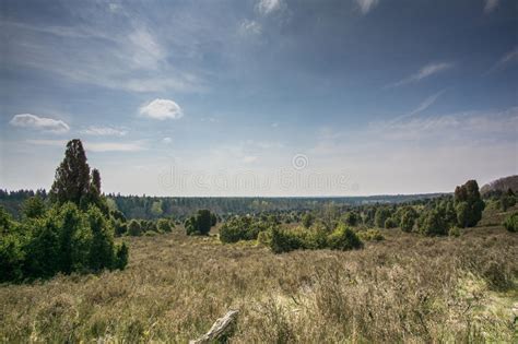 Nature Conservation Area With Many Trees Stock Photo Image Of